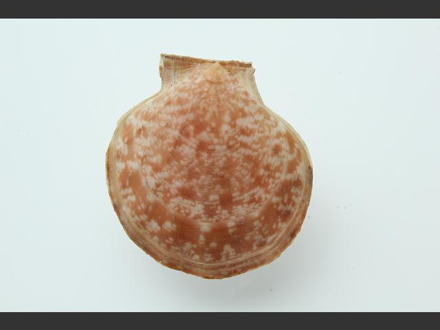 Pseudamussium peslutrae Seven rayed scallop Marine Bivalve Images