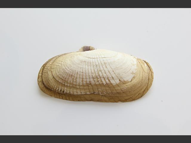 Solecurtus scopula Short razor shell Marine Bivalve Images