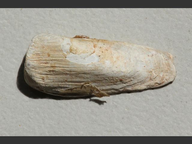 Sphenia binghami Small gaper Marine Bivalve Images