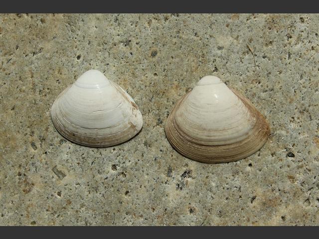 Spisula subtruncata Cut trough shell