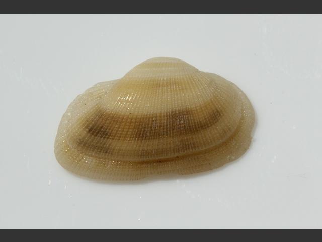 Striarca lactea Milky Ark Shell Marine Bivalve Images