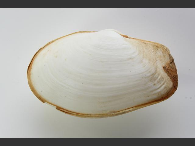 Thracia phaseolina Papery lantern shell Marine Bivalve Images