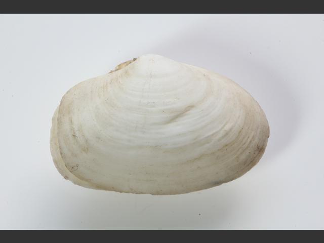 Thracia villosiuscula Lantern shell Marine Bivalve Images