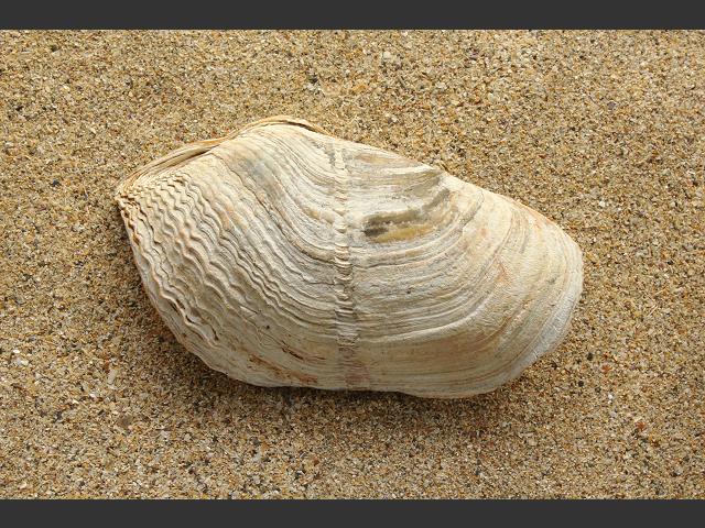 Zirfaea crispata Oval Great piddock Marine Bivalve Images