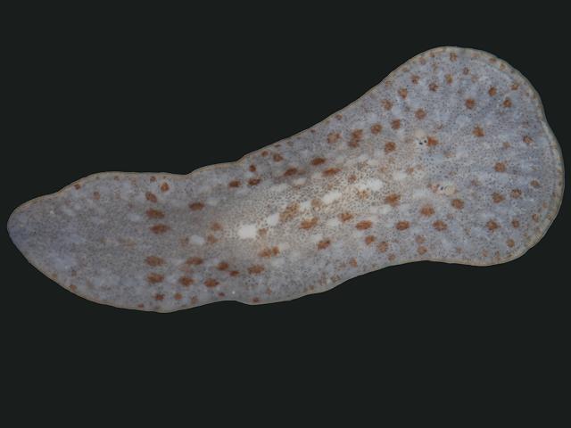 Comoplana agilis Marine Flatworm Polyclad Turbellarian Images
