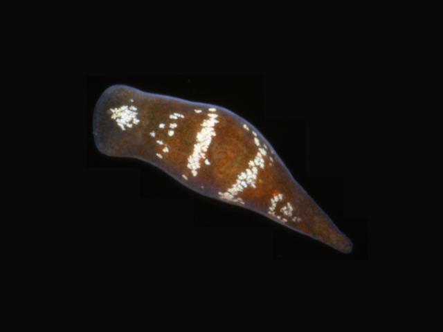 Convoluta convoluta Acoela Flatworm Marine Flatworm Images