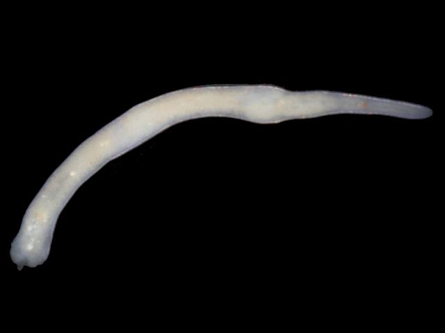 Monocelis lineata marine flatworm Images