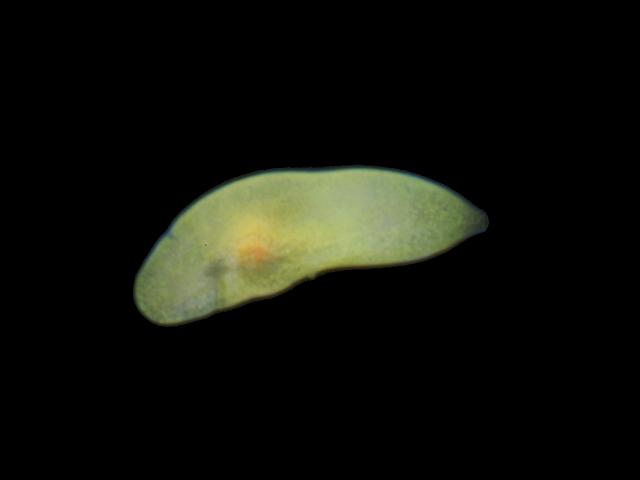 Marine Flatworm species to identify Images