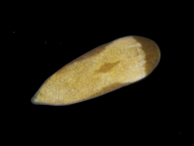 Marine Flatworm species to identify Images