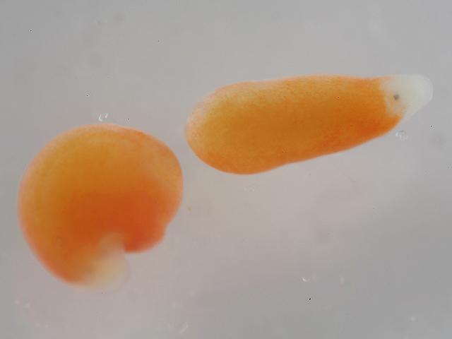 Plagiostomum sulphureum Plagiostomid Plagiostomidae Marine Flatworm Images