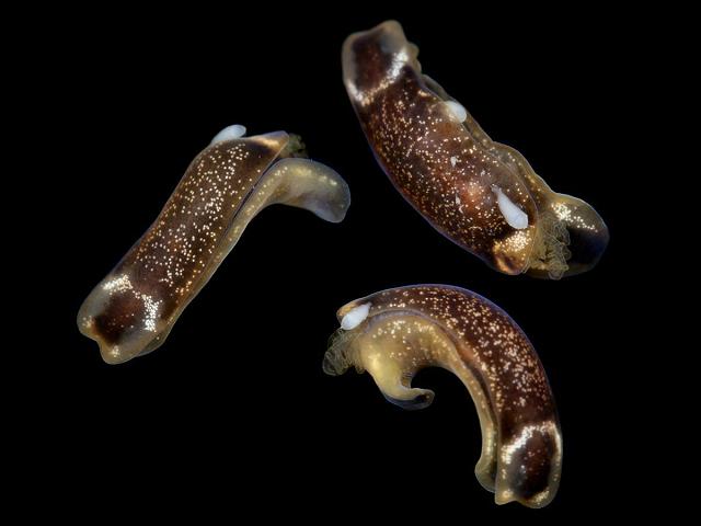 Parasitic Turbellarian of the opisthobranch mollusc Runcina coronata coral weed Corallina officinalis Marine Flatworm Images Battery Rocks Penzance