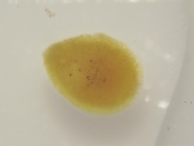 Marine Flatworm species to identify Images