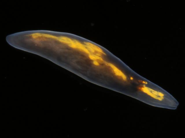 Polycystis naegelii Macrorhynchus Yellow Marine Triclad Flatworm Coral weed Corallina officinalis Images