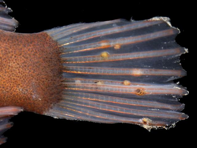 Opechona bacillaris Metacercaria stage of a trematode parasite on Cyclopterus lumpus Lumpsucker or Lumpfish Marine Flatworm Images