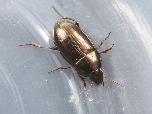 Amara aenea Common Sun Beetle Coleoptera Arthropod Images