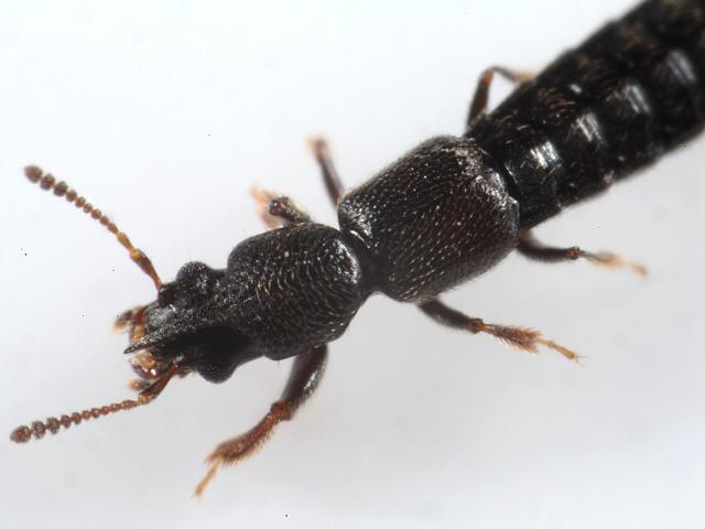 Bledius unicornis Rove Beetle Coleoptera Arthropod Images