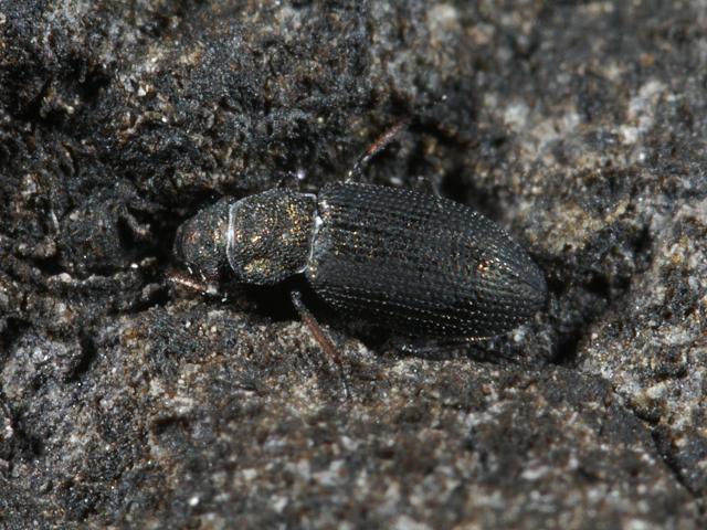 Ochthebius marinus Marine moss beetle Coleoptera Arthropod Images