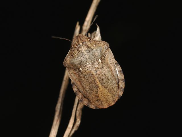 Eurygaster testudinaria Tortoise Bug heteroptera marine arthropod images