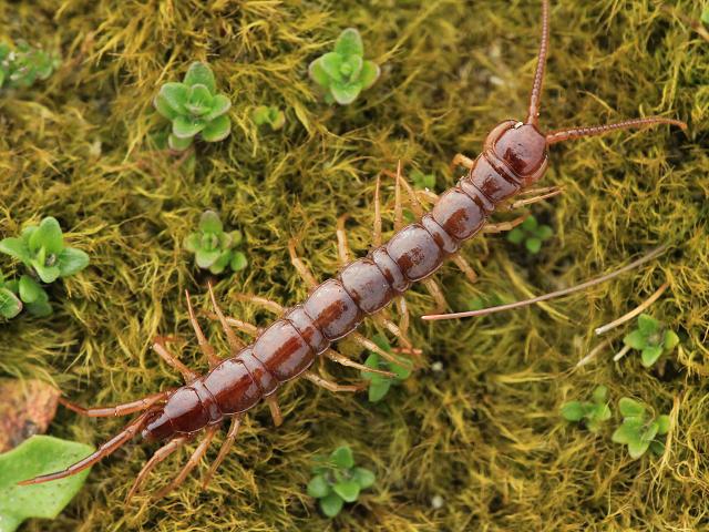 Lithobius forficatus lithobiid centipede chilopoda marine arthropod images