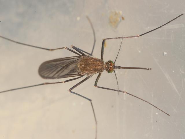 Culex pipiens Northern House Mosquito in splash pool cornwall diptera arthropod images