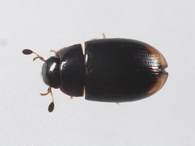 Cercyon depressus Water Scavenger Beetle Hydrophilidae Coleoptera Arthropod Images