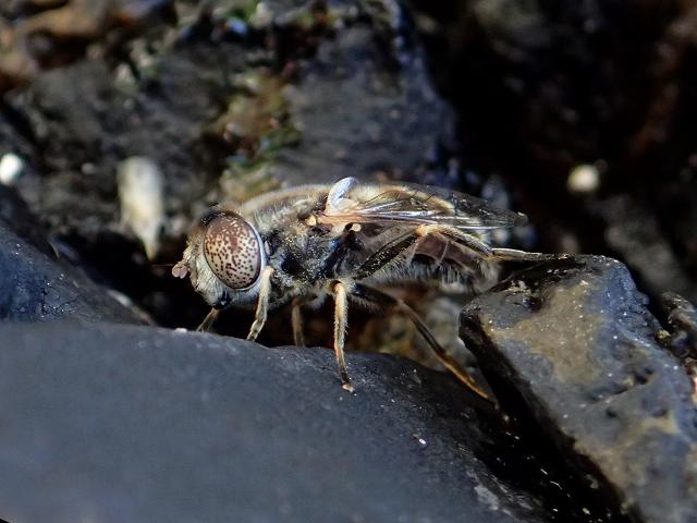 Eristalinus aeneus Large Spotty eyed Dronefly in splash pool cornwall diptera arthropod images