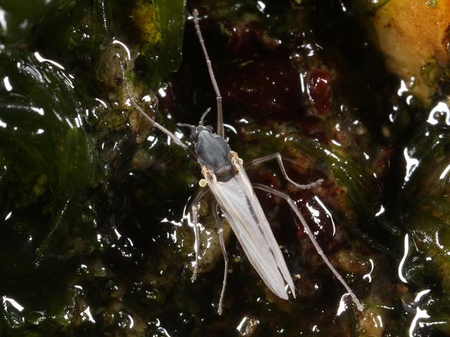 Telmatogeton japonicus Marine splash midge Fly Insecta Marine Arthropod Diptera Images