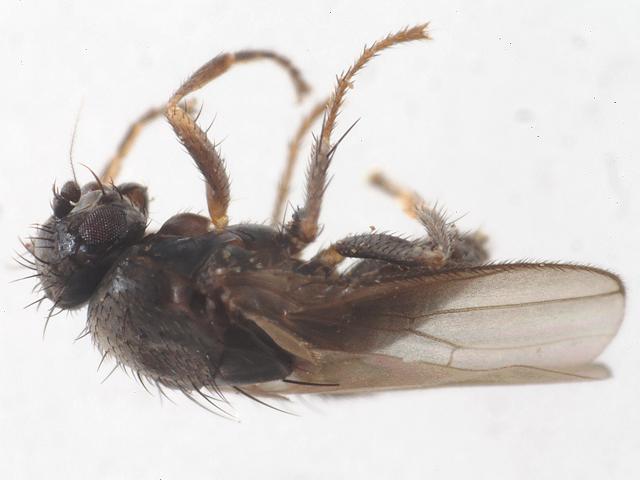 Thoracochaeta zosterae Seaweed fly Insecta Marine Arthropod Diptera Images