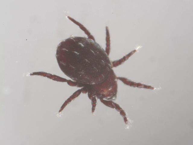 Hermannia species probably Hermannia pulchella Oribatida Oribatid mite Acari Marine Arthropod Images