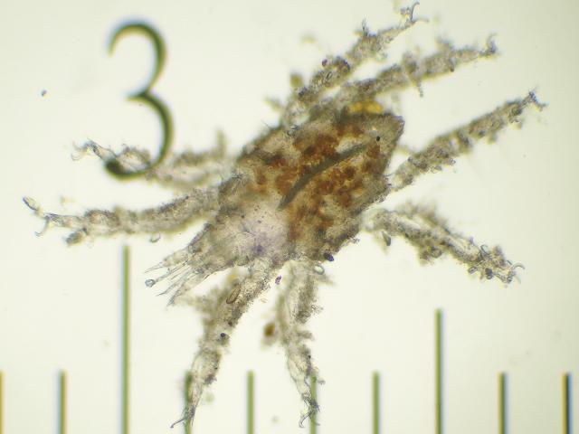 Mite Acari Marine Arthropod Images