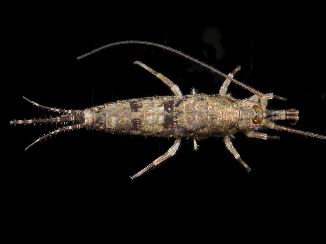 Petrobius maritimus Sea Bristletail Archaeognatha Marine Insect Images
