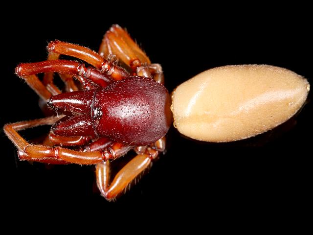 Dysdera crocata Woodlouse or Baked Bean Spider Arachnida Images