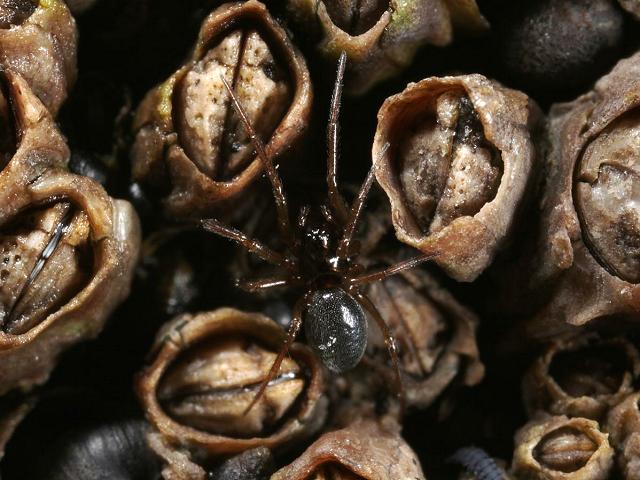 Halorates reprobus Shore Money Spider Arachnida Images