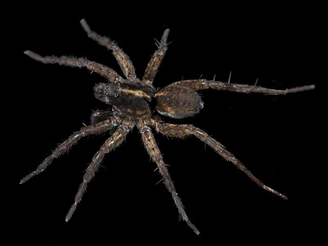 Halorates reprobus Shore money spider Arachnida Images