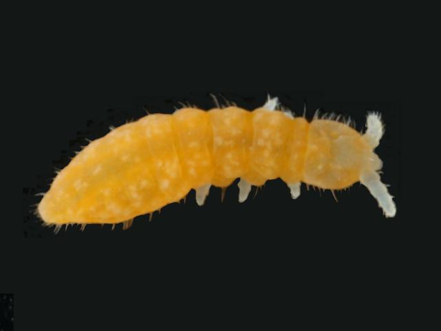 Anuridella marina Shore Sea Marine Springtail Collembola Marine Arthropod Images