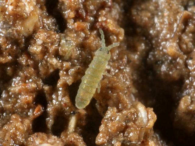 Archisotoma pulchella Shore Sea Marine Springtail Collembola Marine Arthropod Images