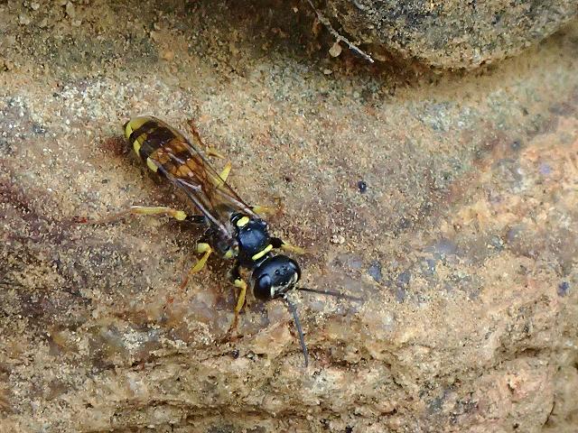 Mellinus arvensis Field digger wasp Hymenoptera Marine arthropod images