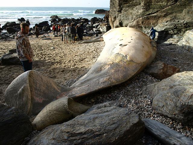Balaenoptera physalus Fin Finback Whale Stranding at Porthtowan Cornwall 2010