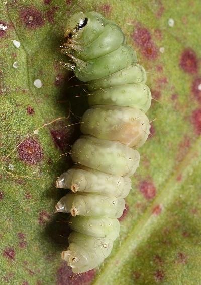 Marine and coastal butterflies and moths lepidoptera arthropod images UK