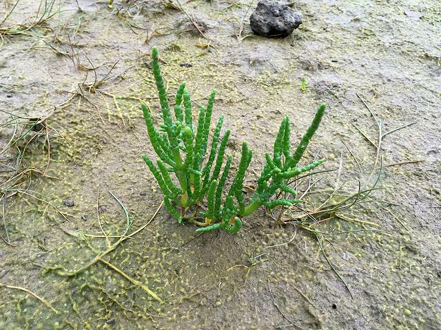 Salicornia dolichostachya Long spiked Glasswort Marine plant images