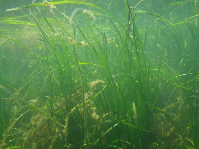 Zostera marina Common Eel Grass Sea Wrack Marine Plant Images