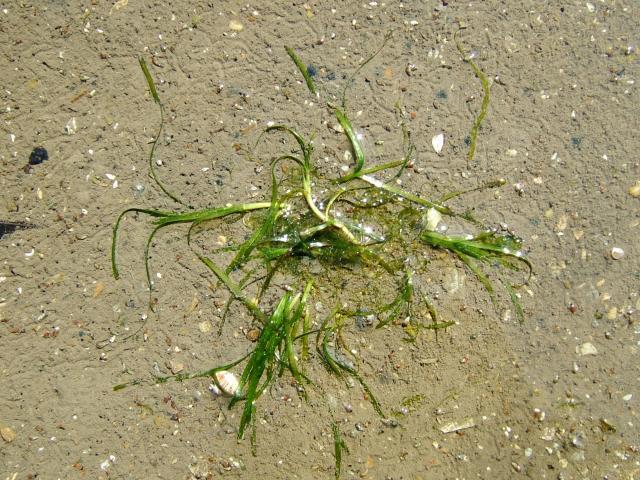 Zostera noltei Dwarf Eel Sea Grass Marine Plant Images