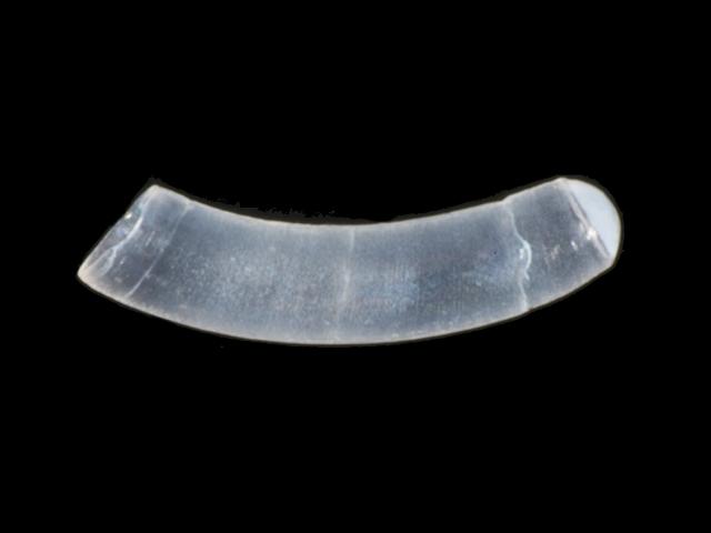 Caecum glabrum Smooth blind shell marine snail images