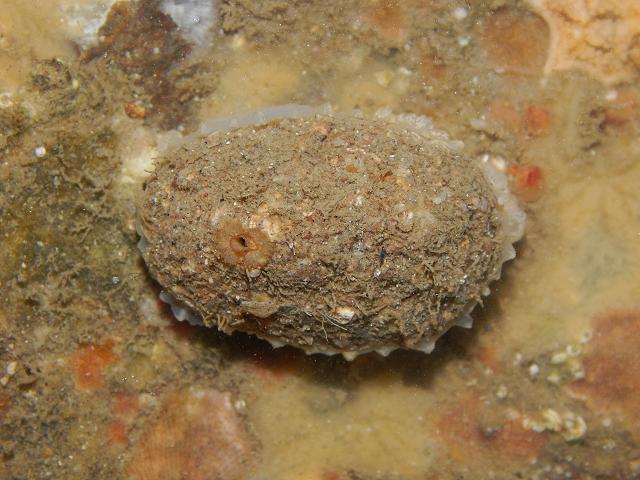 Diodora graeca synonym diodora apertura Keyhole Limpet marine snail images