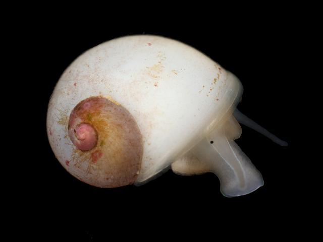 Lacuna parva Tiny Lacuna marine snail images