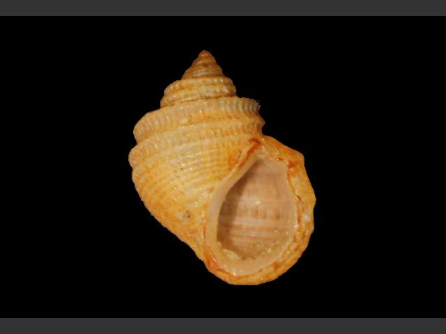 Alvania carinata Keeled spire shell marine snail images