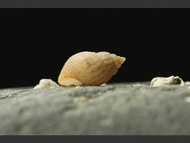 Alvania lactea marine snail images