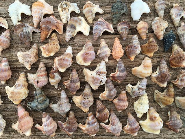 Aporrhais pespelecani Common Pelicans Foot marine snail images