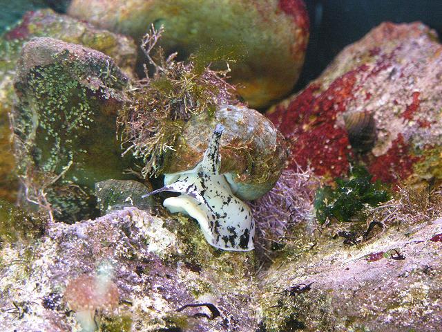 Buccinum undatum Common Whelk marine snail images