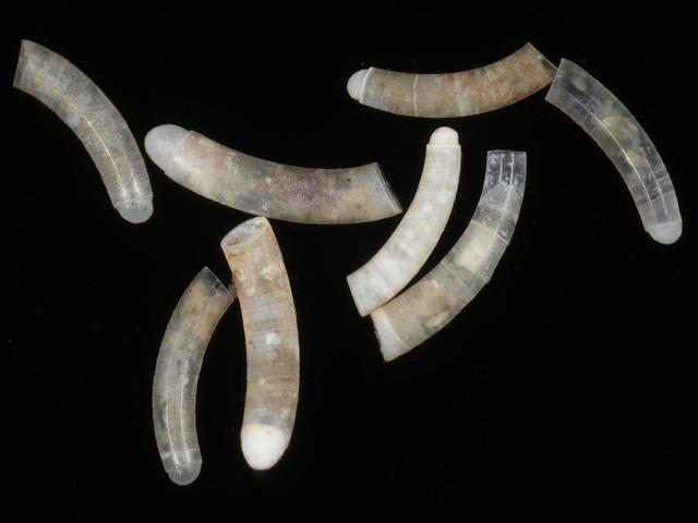Caecum armoricum DeFolin's lagoon snail marine snail images